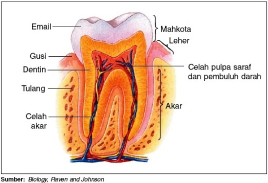 Struktur-gigi
